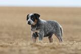 BOUVIER AUSTRALIEN 242